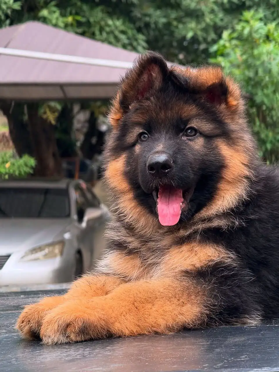 BRITISH LABRADOR PURE BREED & GERMAN SHEPHERD LONG COAT