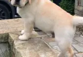 BRITISH LABRADOR PURE BREED & GERMAN SHEPHERD LONG COAT