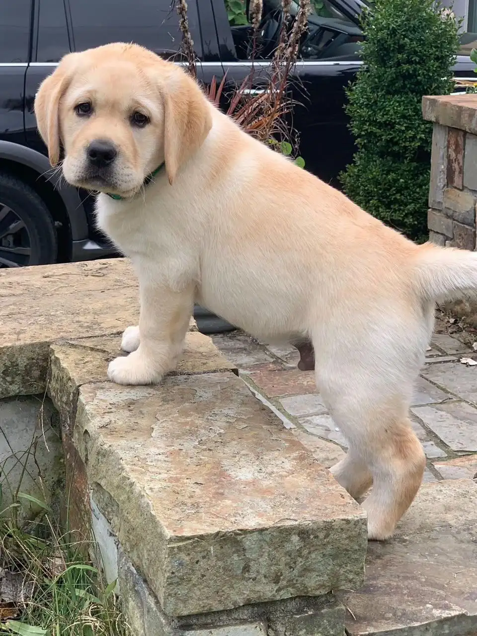 BRITISH LABRADOR PURE BREED & GERMAN SHEPHERD LONG COAT