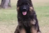 BRITISH LABRADOR PURE BREED & GERMAN SHEPHERD LONG COAT