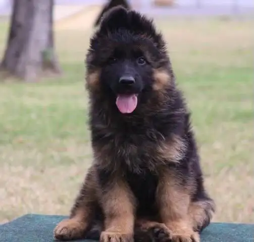 BRITISH LABRADOR PURE BREED & GERMAN SHEPHERD LONG COAT