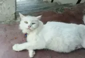 Persian cat female