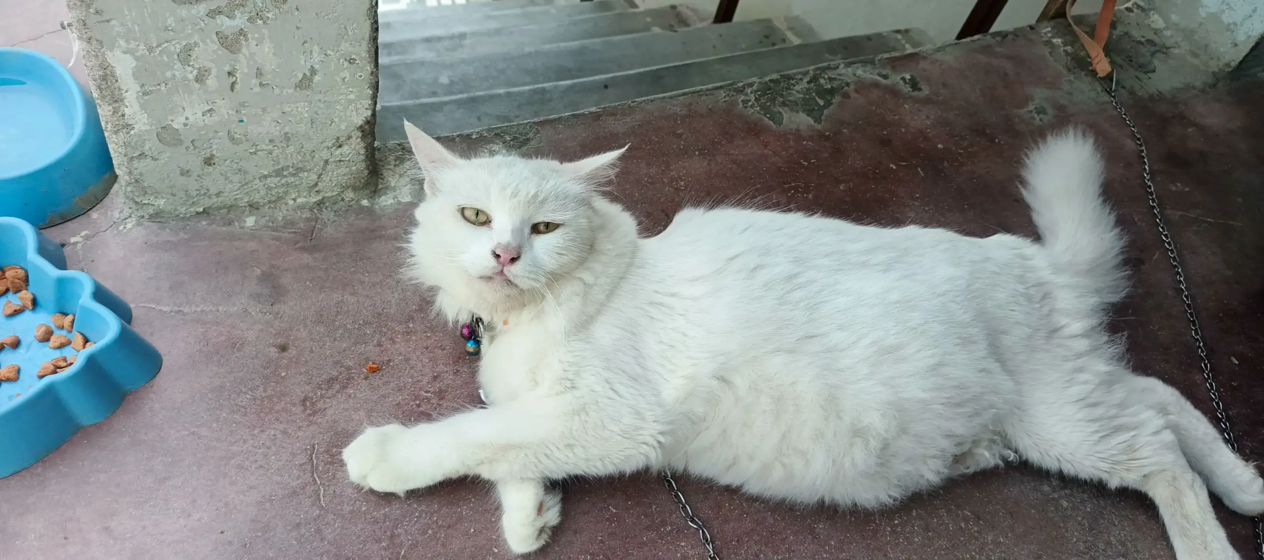 Persian cat female