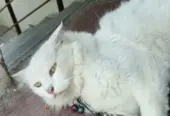 Persian cat female