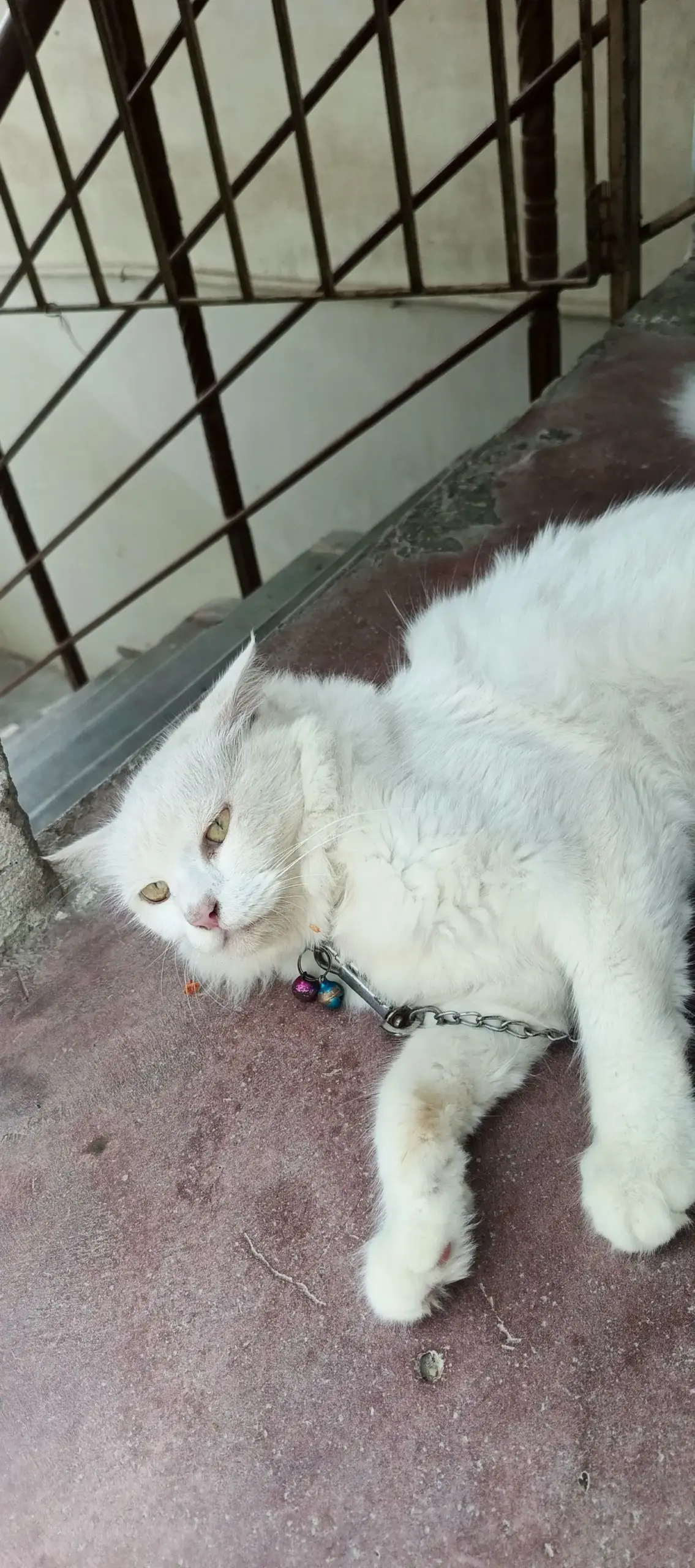 Persian cat female