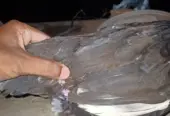 Aseel Kurak Madi