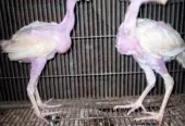 White Heera chicks