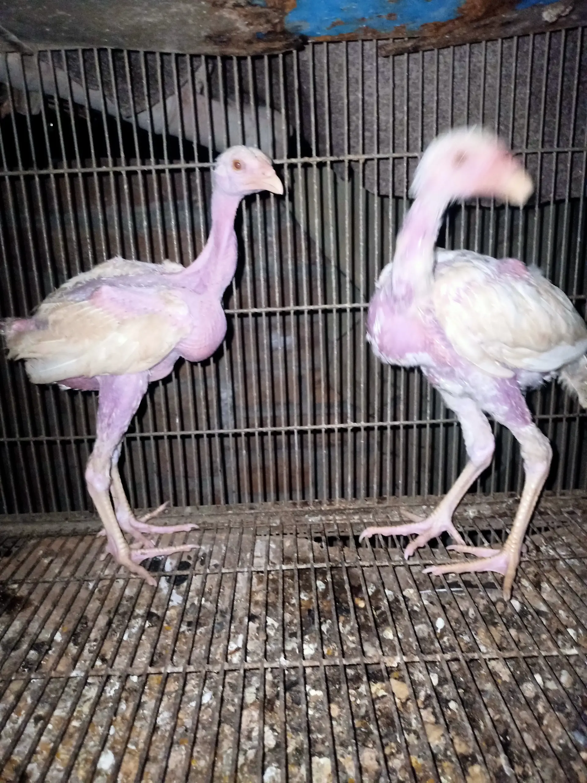 White Heera chicks