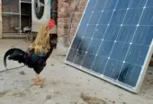 pure Desi Murghian