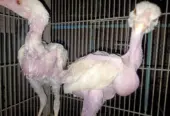 White Heera chicks