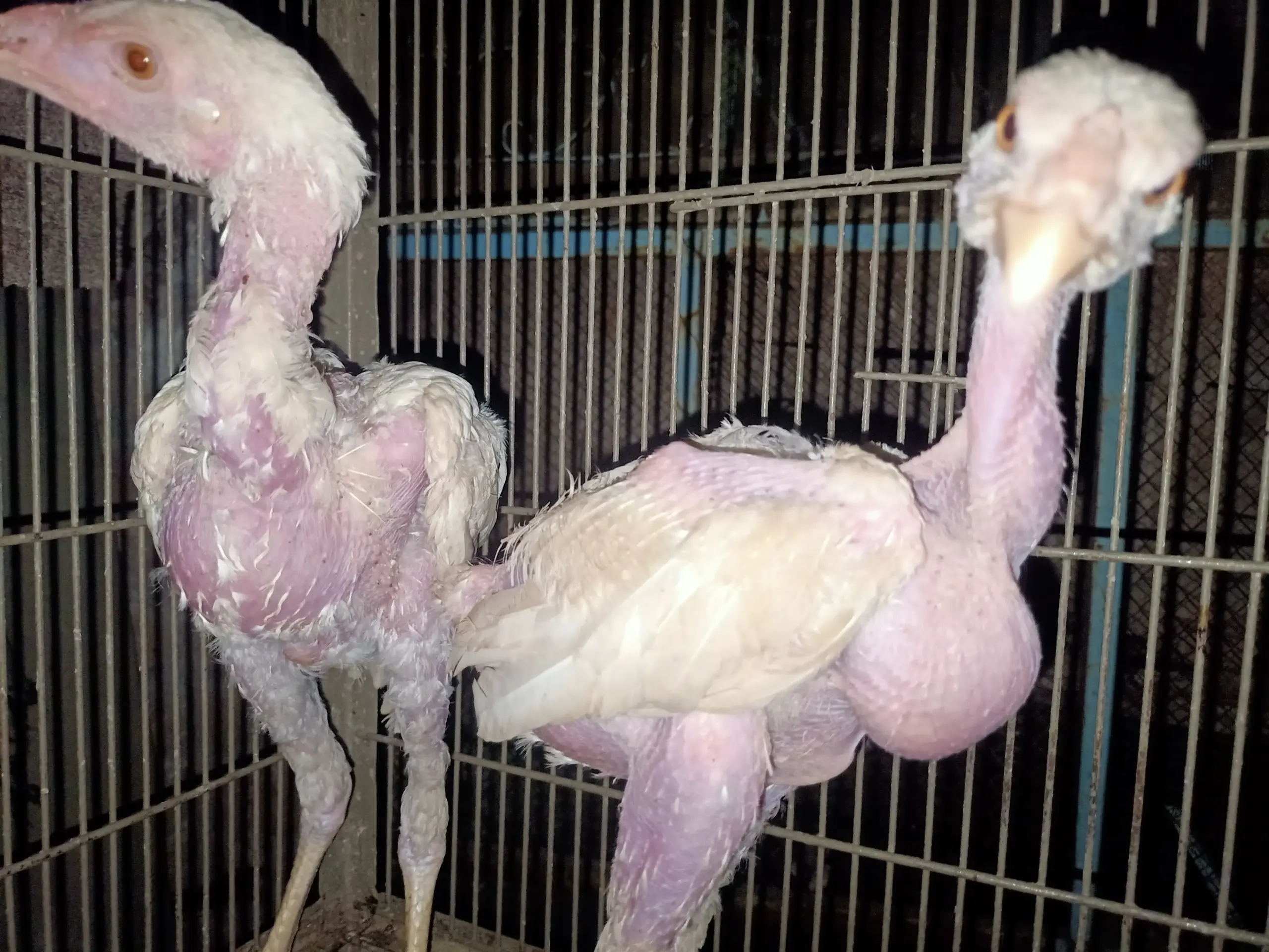 White Heera chicks