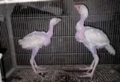 White Heera chicks