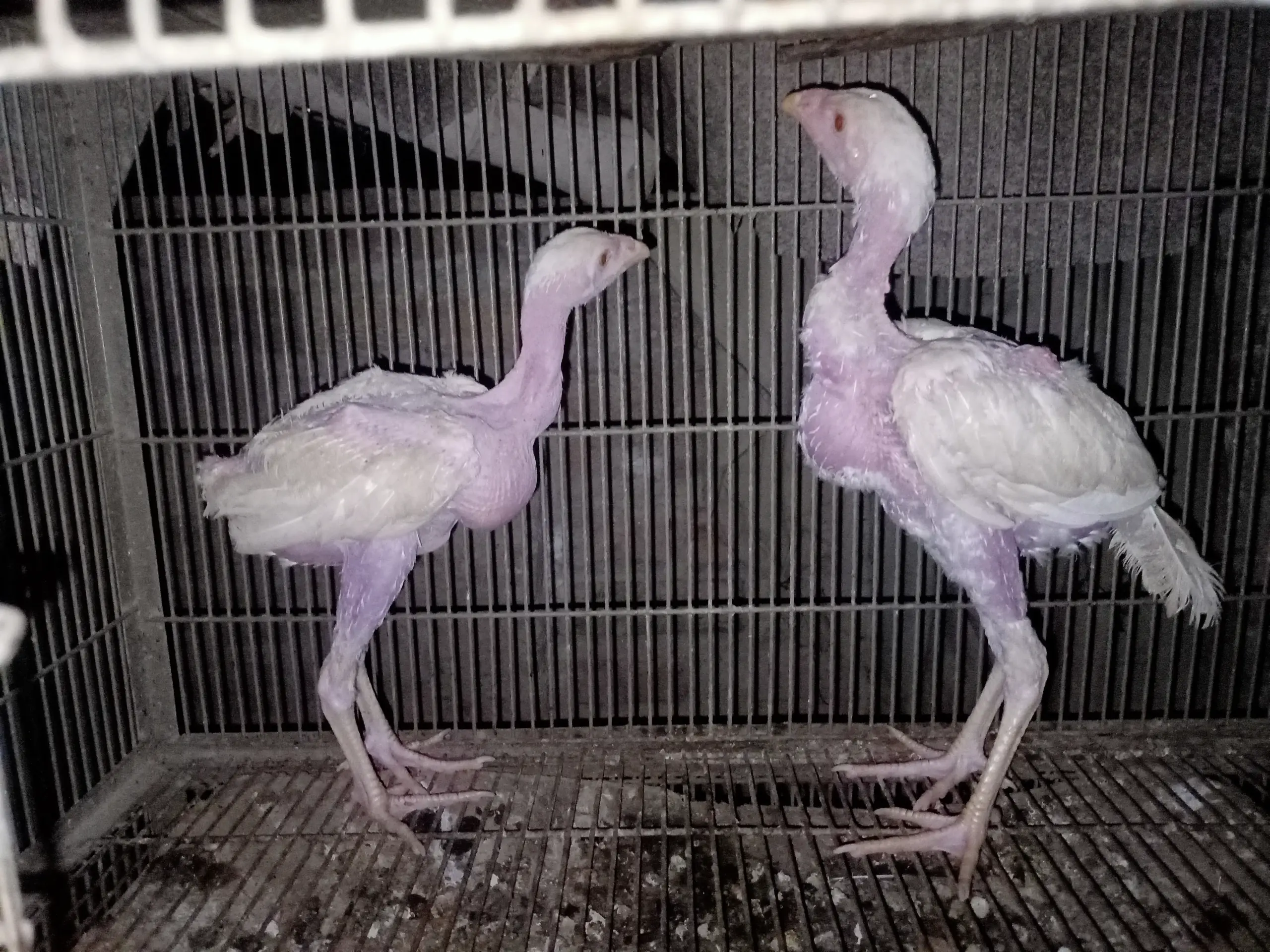 White Heera chicks