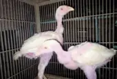 White Heera chicks