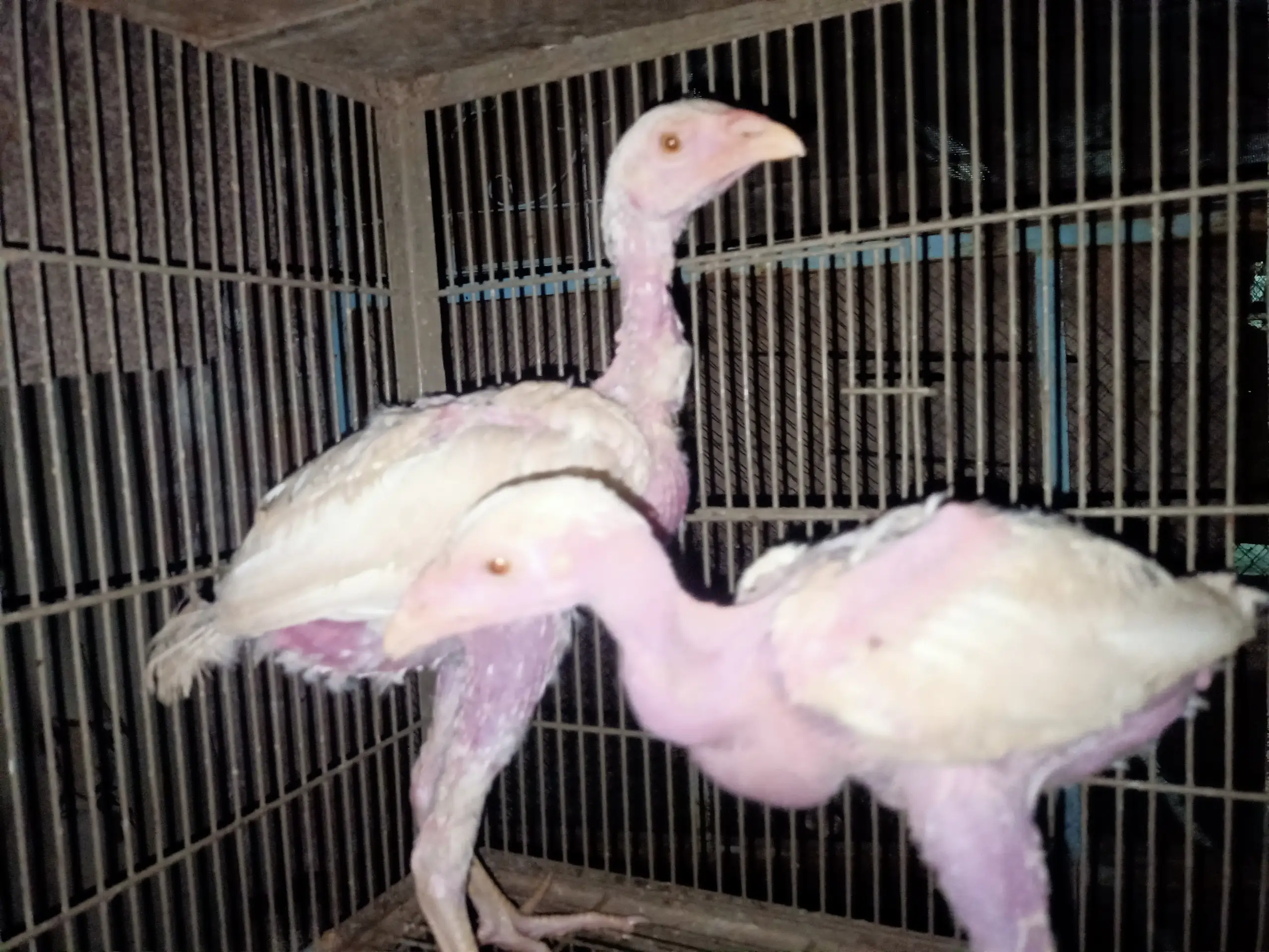 White Heera chicks
