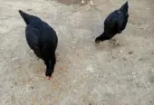 pure Desi Murghian
