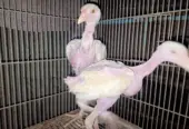 White Heera chicks