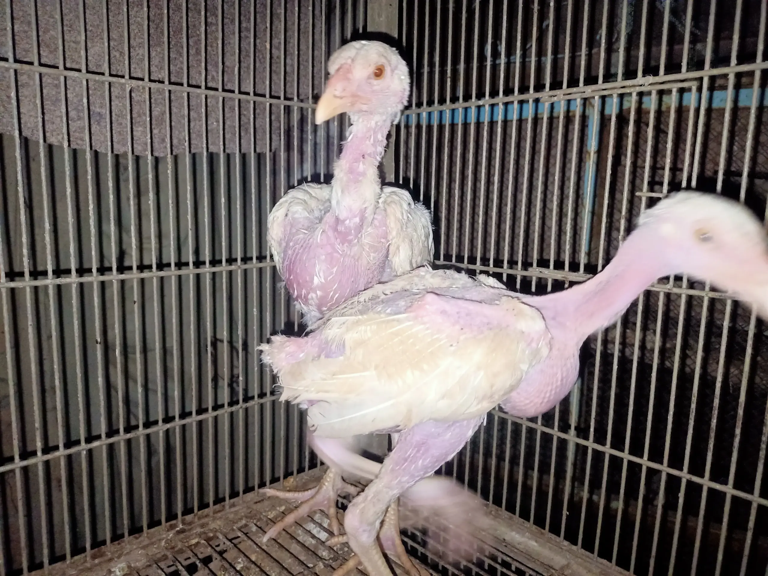 White Heera chicks