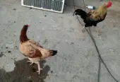 pure Desi Murghian