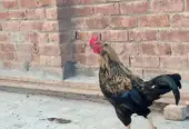 pure Desi Murghian