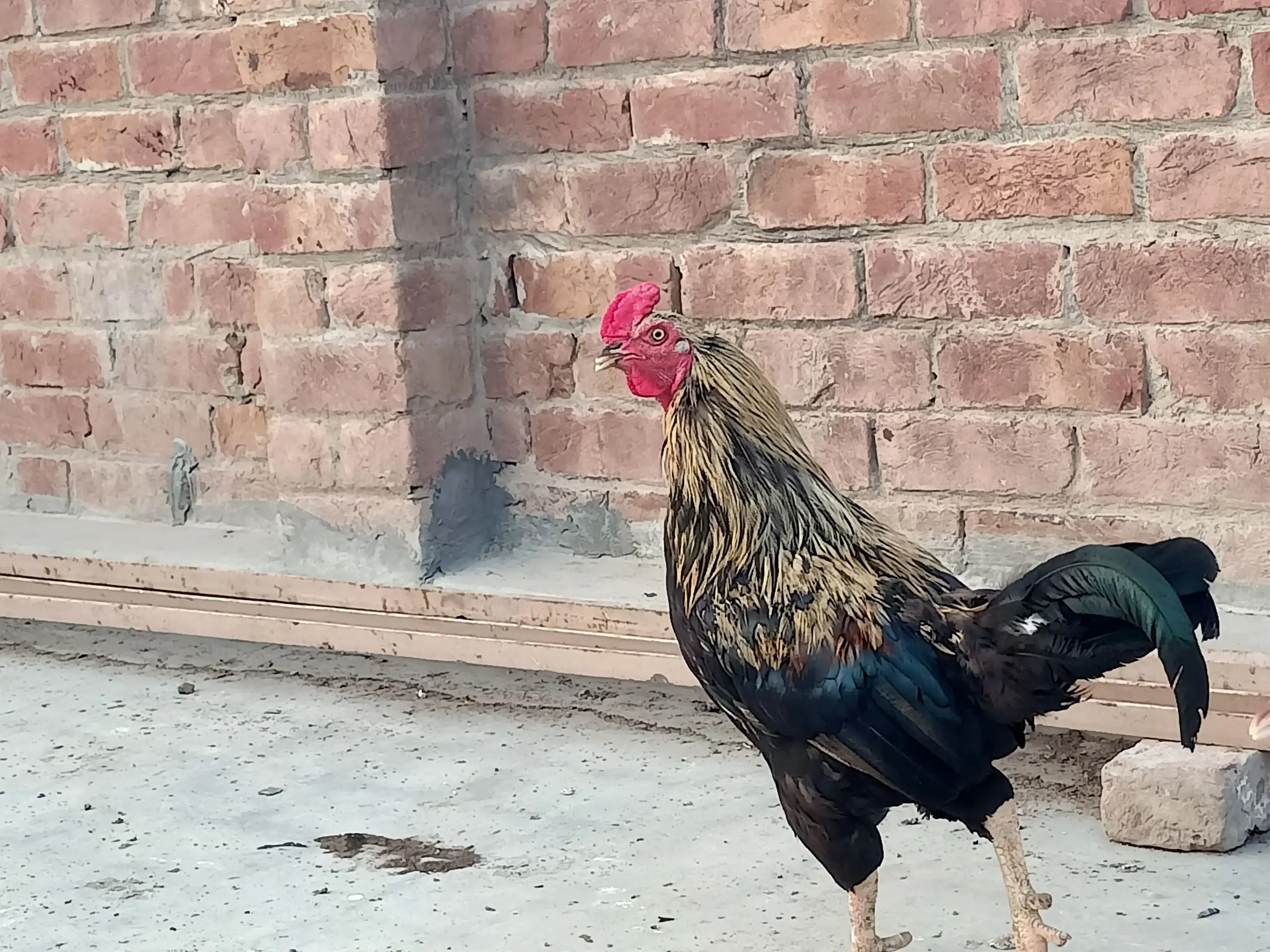 pure Desi Murghian