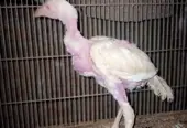 White Heera chicks