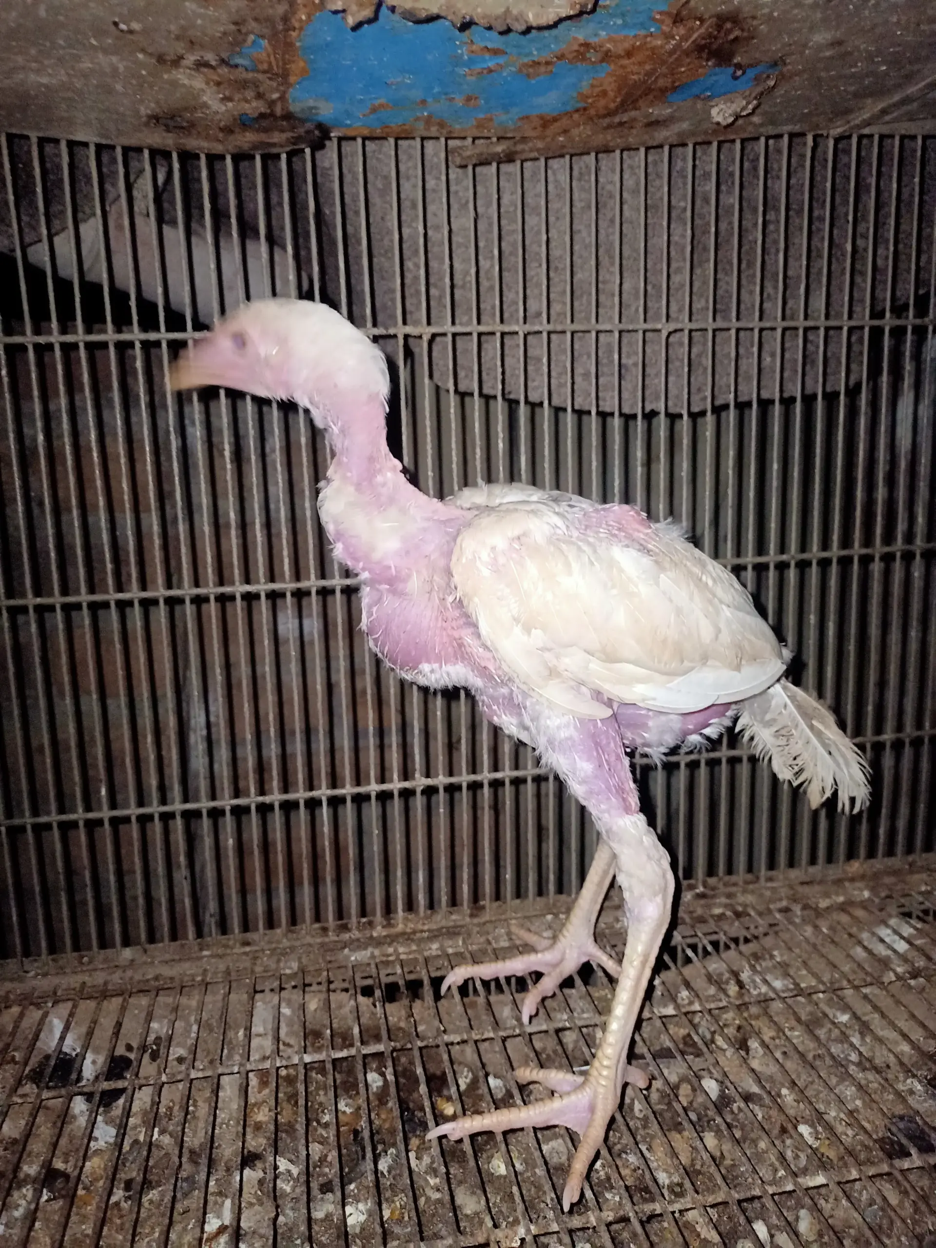 White Heera chicks