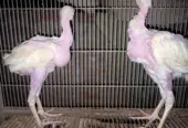 White Heera chicks