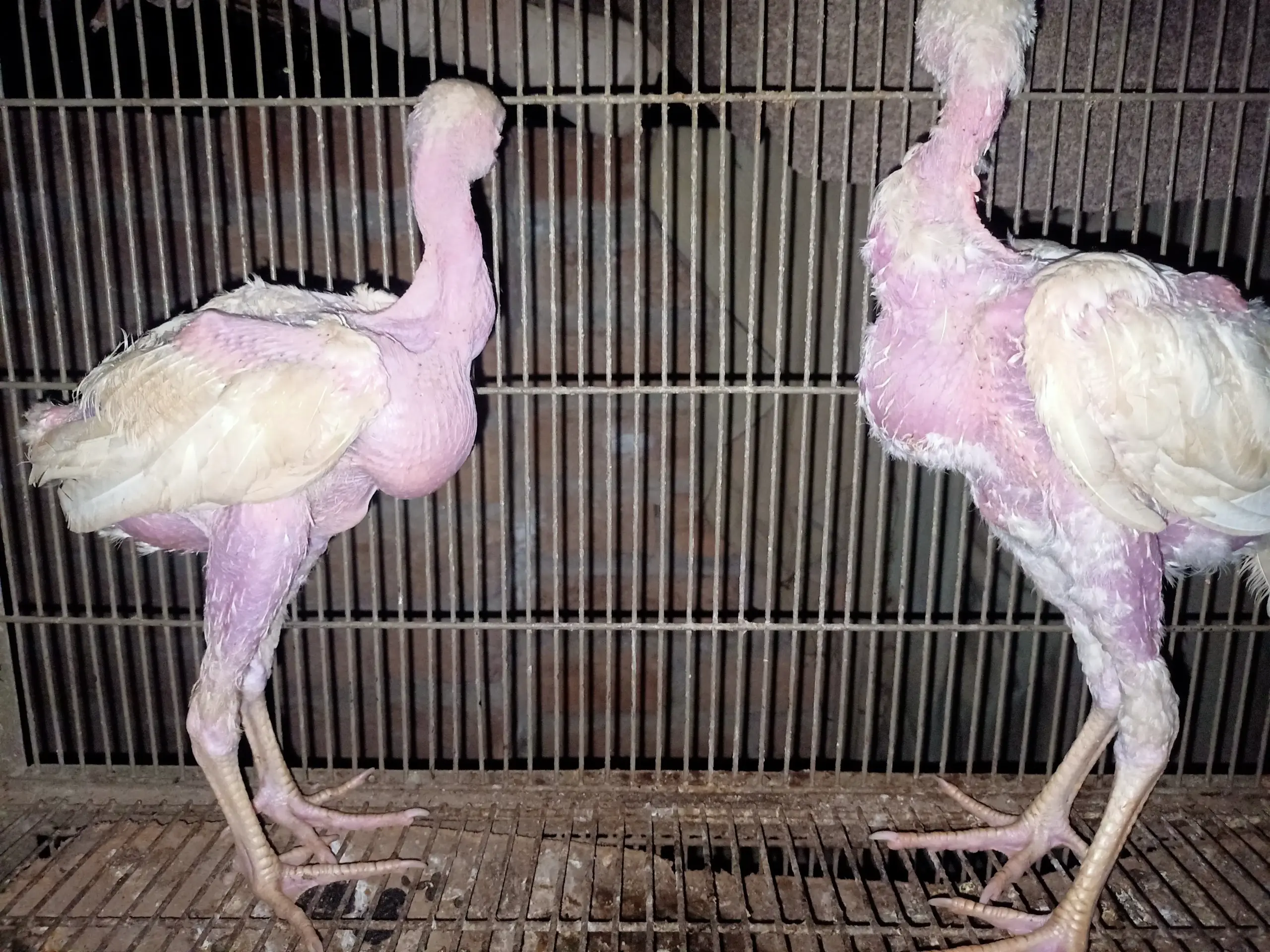 White Heera chicks